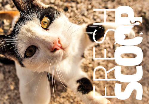 FRESH SCOOP NEWSLETTER – Content Marketing / Email Marketing / Newsletter, 2019 MUSE Creative Awards Winner