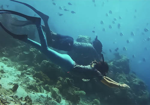 Nature / Wildlife - The Reef