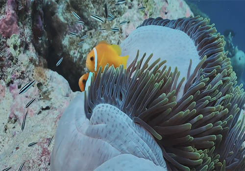Nonprofit - The Reef