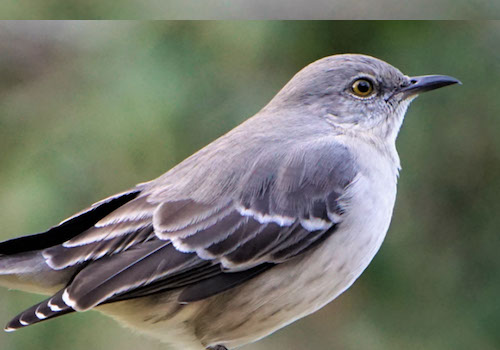More Than Ruffled Feathers: Mockingbirds Show Heightened Aggression After Lead Exposure – Content Marketing / News Release, 2019 MUSE Creative Awards Winner