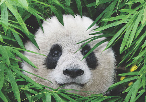Pandas (Teaser) – Marketing & Promotional / Poster Single, 2019 MUSE Creative Awards Winner