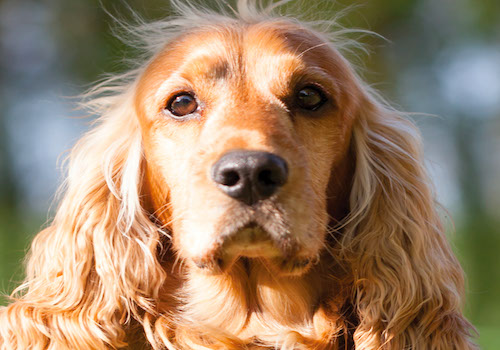 AnimalNEWS Tips & Tails – Content Marketing / Email Marketing / Newsletter, 2019 MUSE Creative Awards Winner