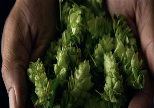 Southern Pines Brewing Co. – Video / Food & Beverage, 2019 MUSE Creative Awards Winner