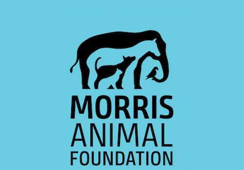 MUSE Winner - Logo Rebrand by Morris Animal Foundation