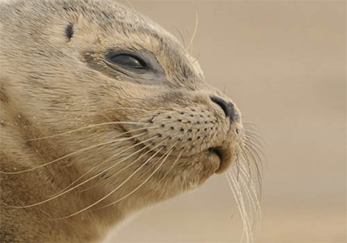 Hookworms Employ Live Fast/Die Young Strategy in Fur Seal Pup Hosts, Report Morris Animal Foundation-funded Researchers – Content Marketing / News Release, 2019 MUSE Creative Awards Winner